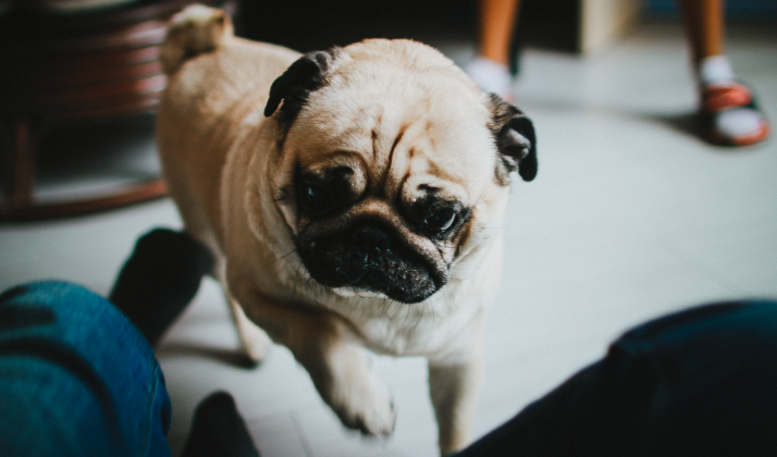 Why Dogs Are Nothing More Than A Nuisance