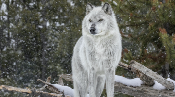 Let's Discuss This Kid Rock Loving Dude Named "The Wolf" Who Replied To Our Job Posting