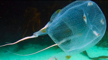 Screen Shot 2017-01-12 at 12.14.36 AM