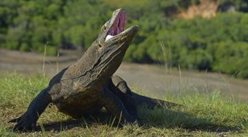 shutterstock_409298683