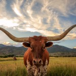 The Displaced Texan Chronicles