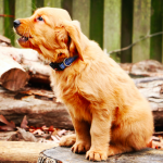 Breaking Down The American Kennel Club's List Of The Most Popular Dog Breeds