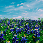 Displaced Texan Chronicles: Why Texas?