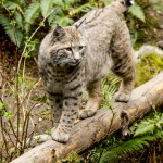 Displaced Texan Chronicles: Neighborhood Watch