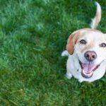 Don't Let Your Dog Poop In My Yard