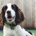 Rating The Most Popular Dog Names Of 2017